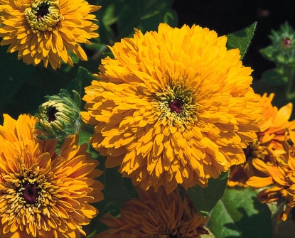 Picture of Rudbeckia - Maya